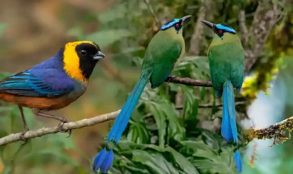 Birds Of Machu Picchu Peru: A Sample Of Peruvian Biodiversity