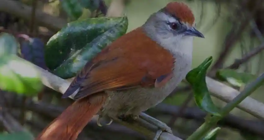 birds of machu picchu peru marcapata spinetail
