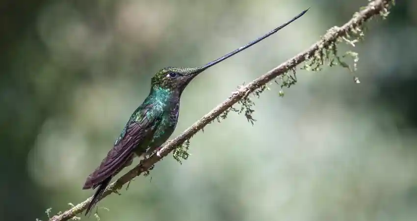 birds of machu picchu peru sword billed humingbird
