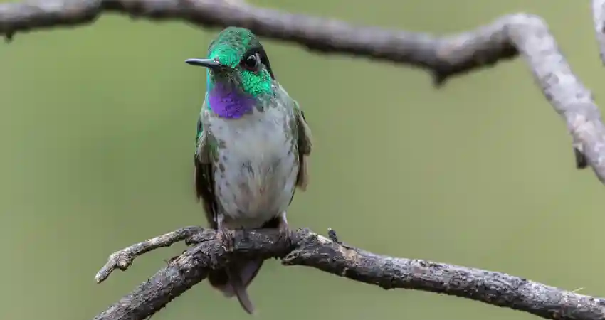 birds of machu picchu peru ventriblanco hummingbird