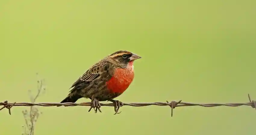 birds of machu picchu peru white browed blackbird