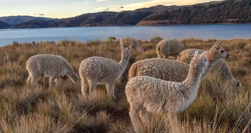 Lake Titicaca Wildlife faq