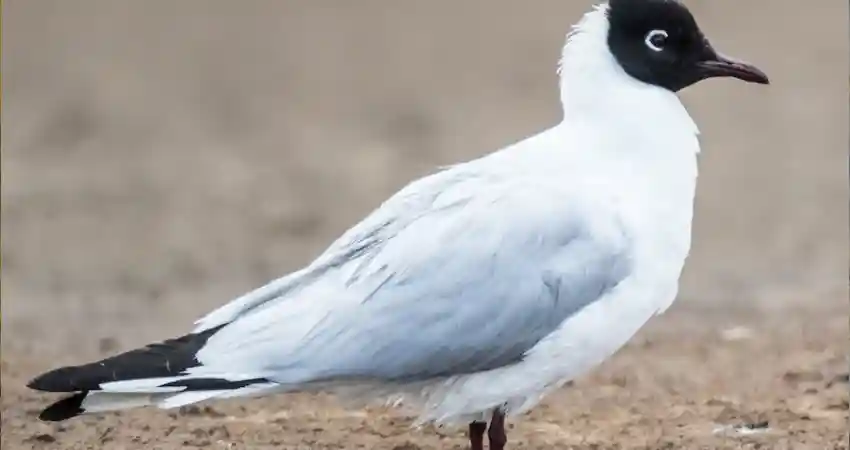 lake titicaca wildlife andean gull