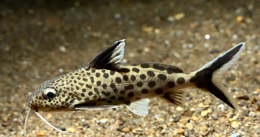 lake titicaca wildlife catfish