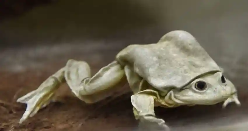 lake titicaca wildlife giant frog