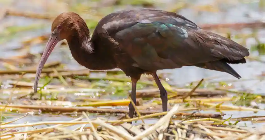 lake titicaca wildlife ibis de la puna