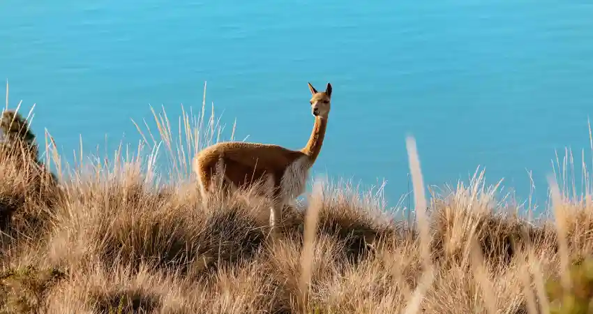 Lake Titicaca Wildlife