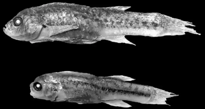 lake titicaca wildlife killis