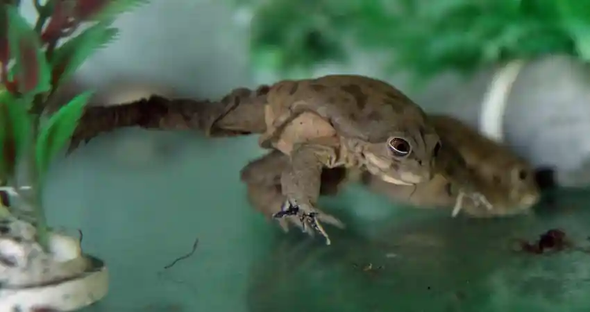 A frog walks on the ground near a plant, showcasing the wildlife of Lake Titicaca.