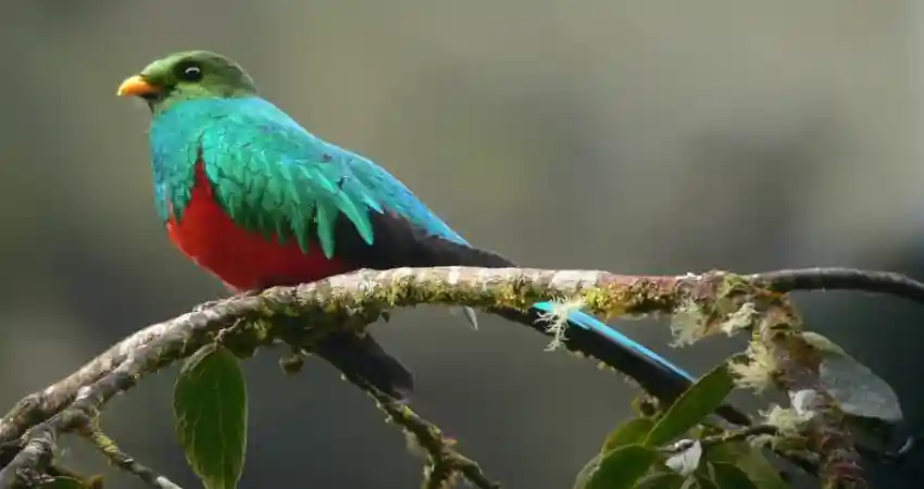 manu national park peru bird species