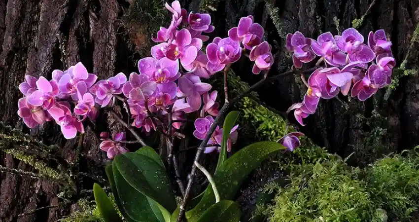 manu national park peru flora
