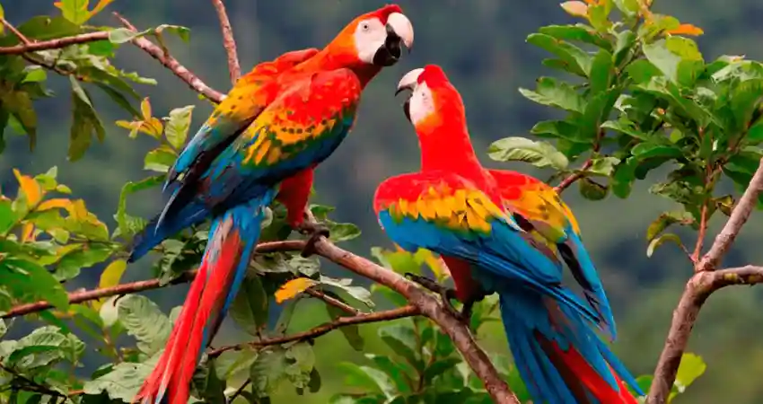 Manu National Park Peru