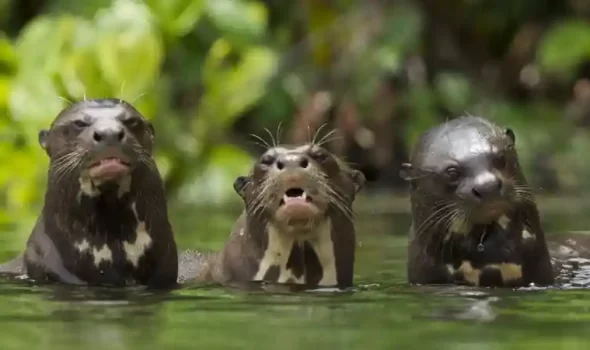 Manu National Park: Peru’s Ultimate Biodiversity Sanctuary