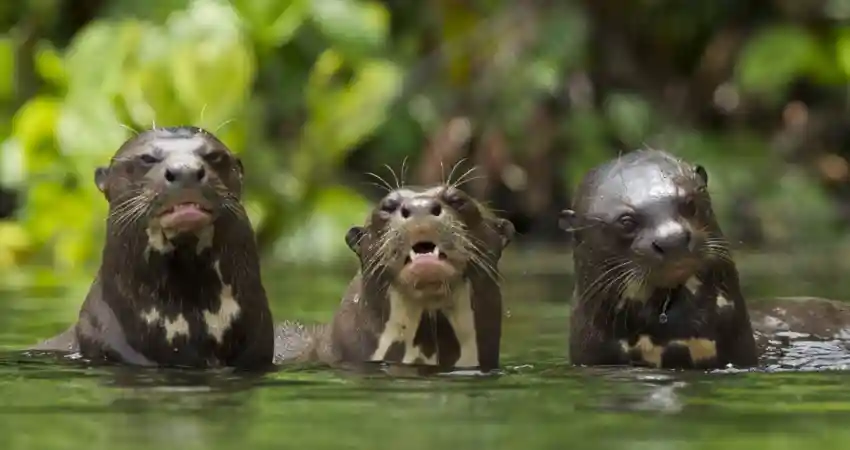 Three otters in Manu National Park, Peru, playfully swimming with their mouths open in the water.