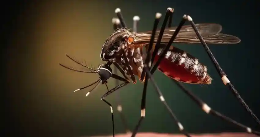 mosquitoes in peru chikungunya