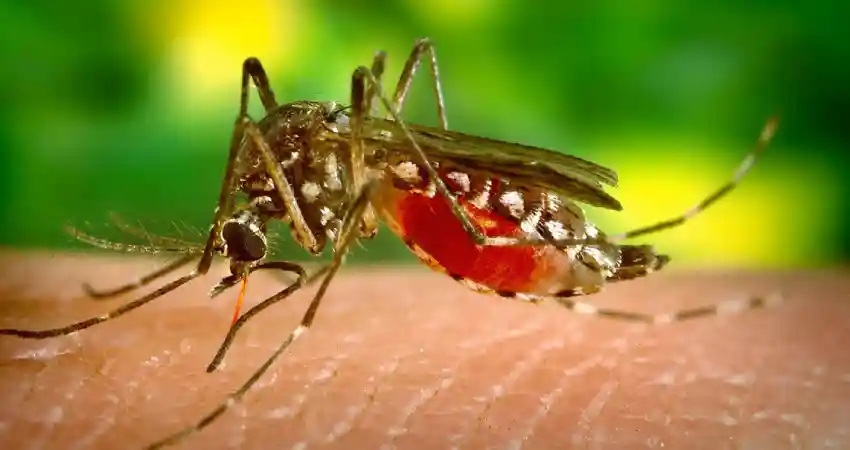 mosquitoes in peru dengue