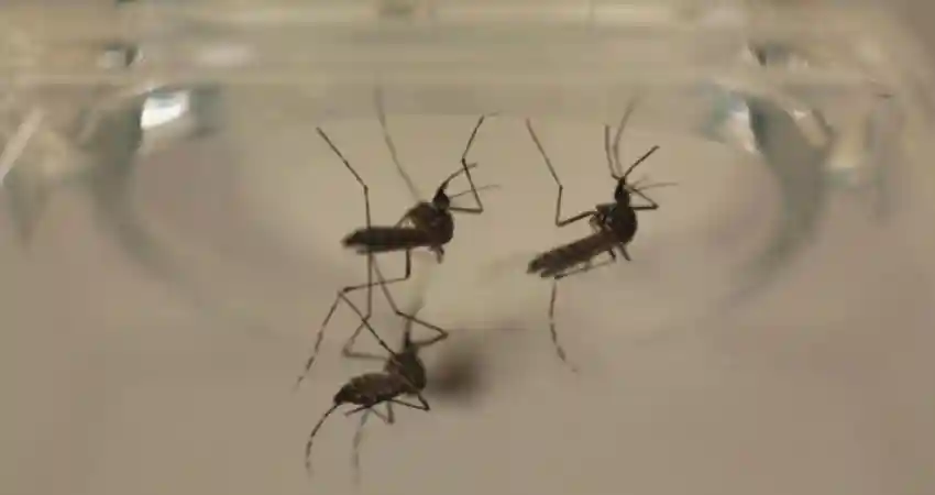 Mosquitoes in Peru 
