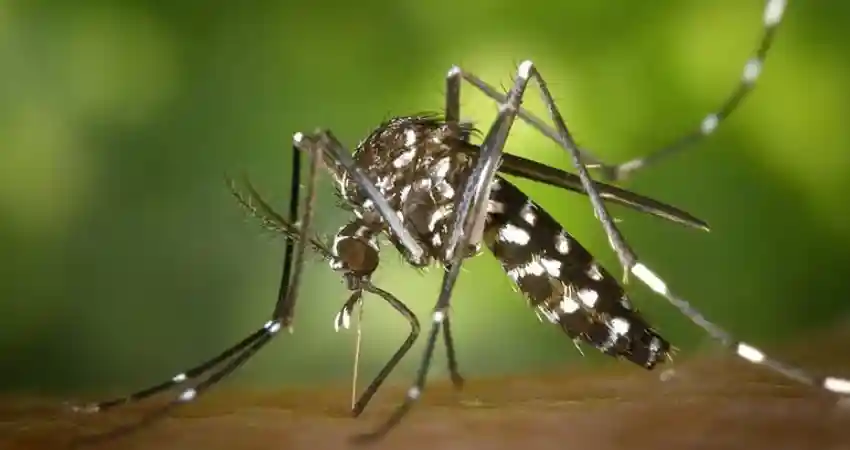 mosquitoes in peru malaria