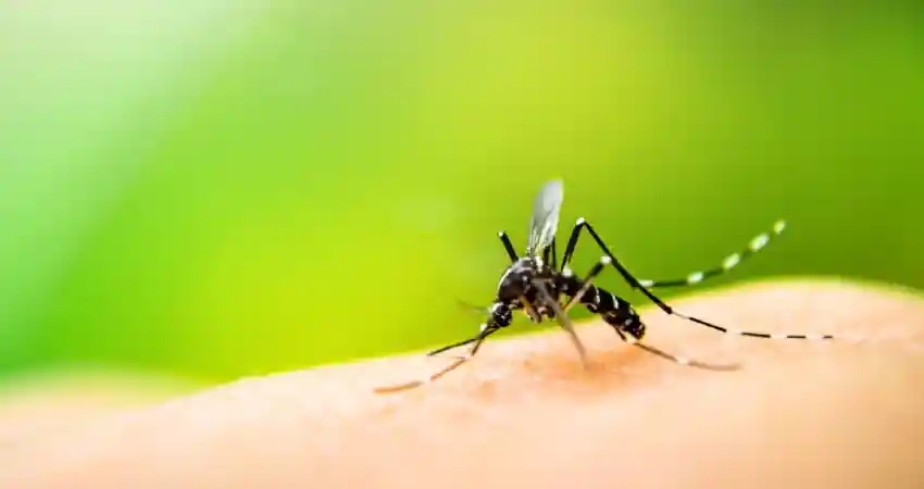 mosquitoes in peru yellow fever