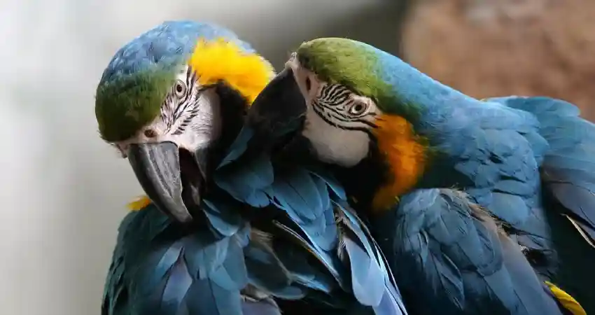 tours in iquitos bird watching