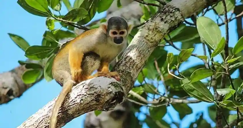 tours in iquitos monkey watching