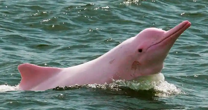 tours in iquitos pink dolphin
