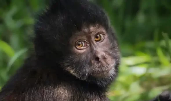 Monkeys In Peru: A Complete Guide To Primates In The Amazon And Beyond