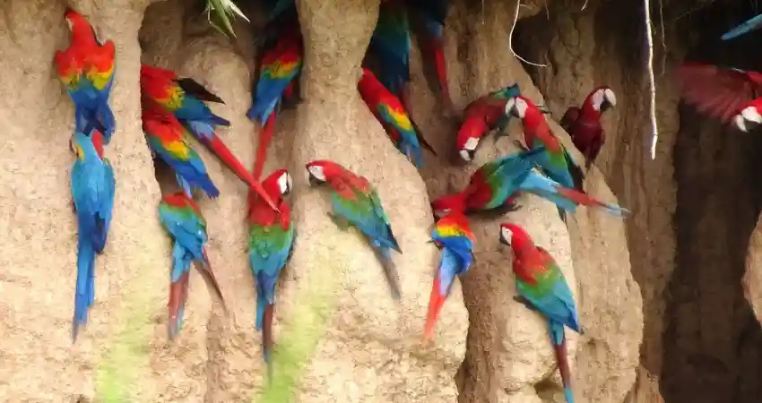 posada amazonas lodge clay lick show
