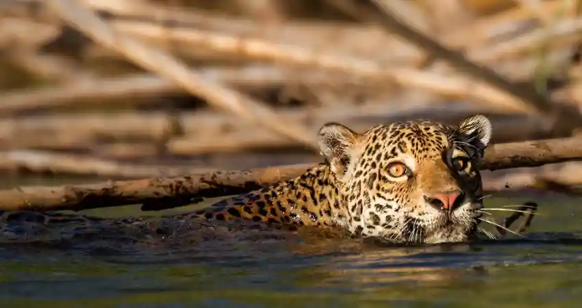 posada amazonas lodge wildlife