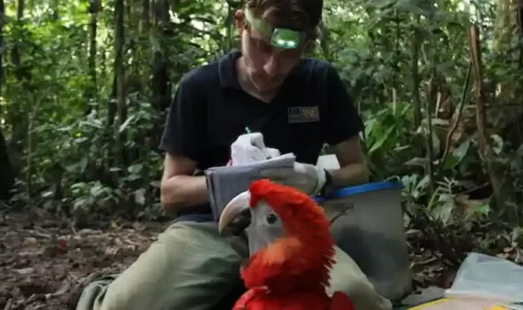 Tambopata Research Center: Peru’s Most Remote Amazon Lodge Experience