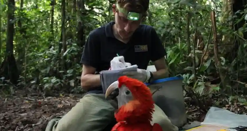 A man holds a red parrot in the woods near the Tambopata Research Center, surrounded by lush greenery.