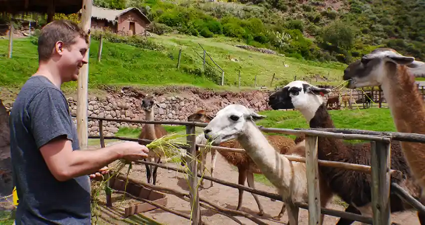 where to see llamas in cusco awanacancha 1