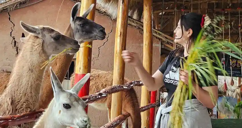 Where to see llamas in Cusco