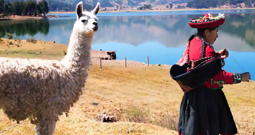 where to see llamas in cusco llamas in chinchero