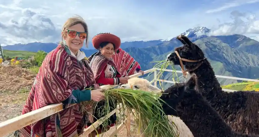 where to see llamas in cusco llamas in pisaq