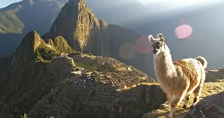 where to see llamas in cusco machu picchu