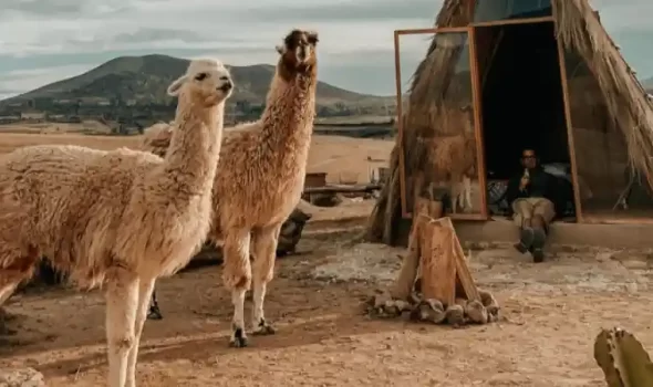 Where To See Llamas In Cusco: A Complete Traveler’s Guide