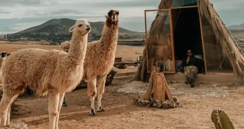 Two llamas stand in front of a teepee, showcasing a unique cultural experience in Cusco.