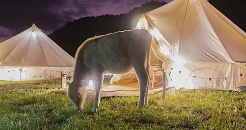 Picnic in Cusco Pisac