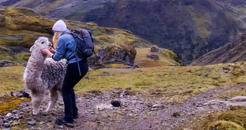 A woman gently pets an alpaca on a mountain during the Lares Luxury Trek in Peru, surrounded by scenic landscapes.