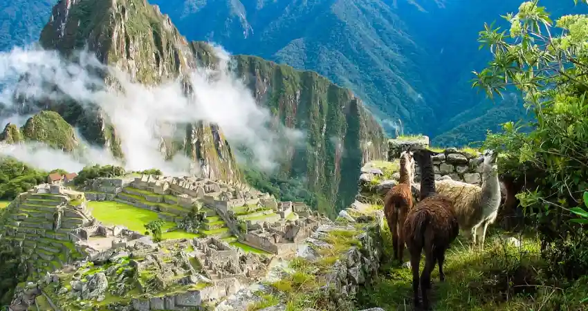 Llamas grazing on a mountain in Peru, showcasing the scenic landscape of Peru Travel Design.