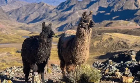 Two Weeks In Peru Itinerary: The Complete Guide To Your Perfect Peruvian Adventure