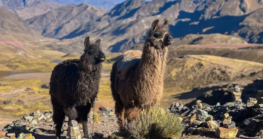 Two llamas stand on a mountain's edge, overlooking the landscape, part of a two-week itinerary in Peru.