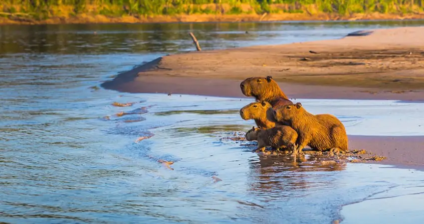 peru vacation package all inclusive jungle