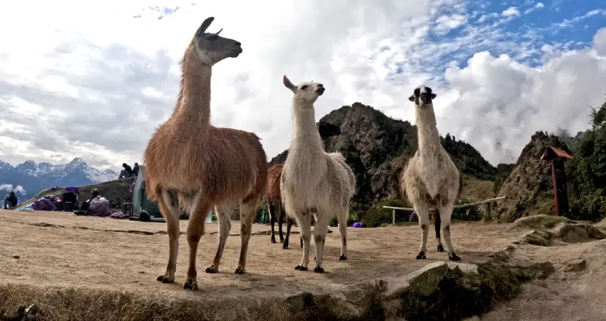 Hiking Luxury Inca Trail in June