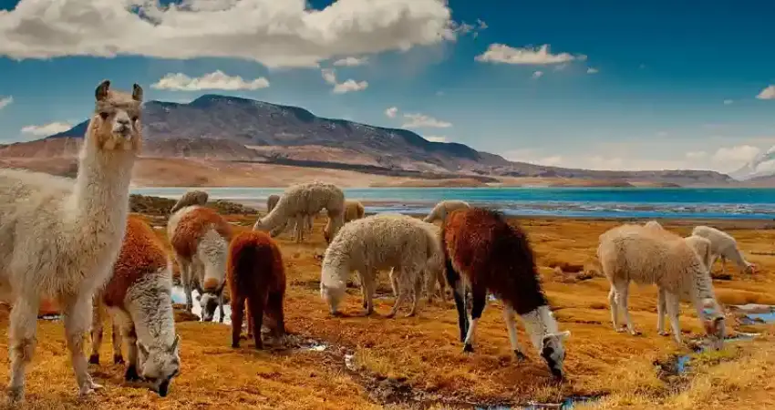 10 days in Peru a Luxury Getaway route of the sun day 9