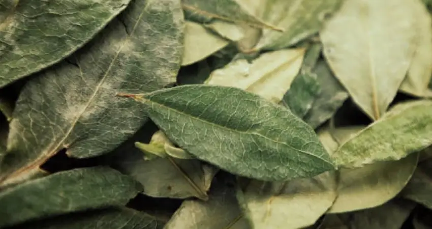 A pile of coca leaves, possibly related to the local flora of Cusco, surrounded by a natural environment.