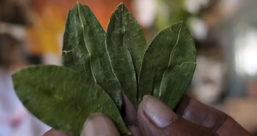 drugs in cusco the coca leaf