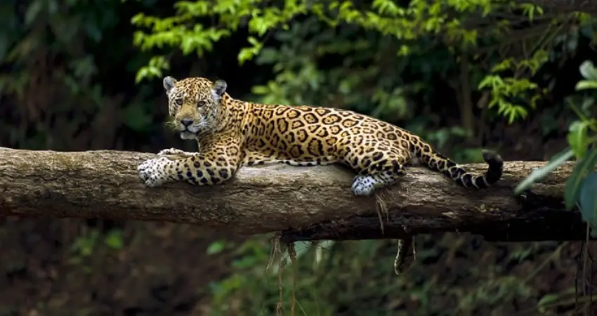 Jaguar in Peru FAQ