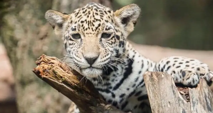 Jaguar in Peru